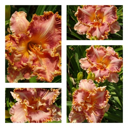 ������� ���� ���������