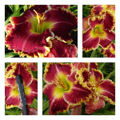 ���������� ����� ����