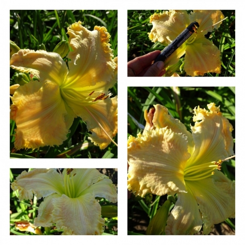 ��������� �����