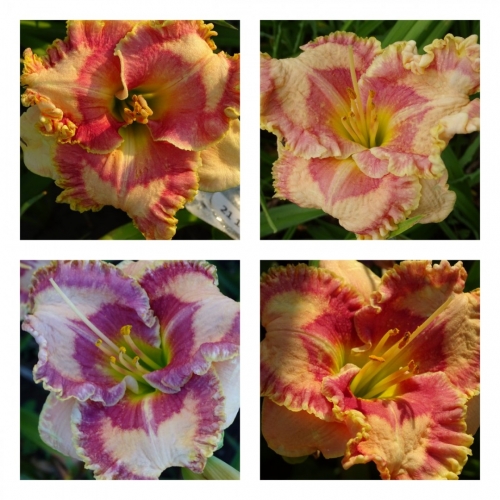 ���� ������� ���