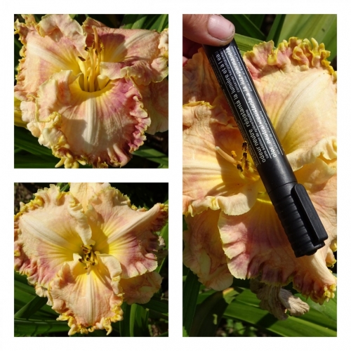 ������ ����