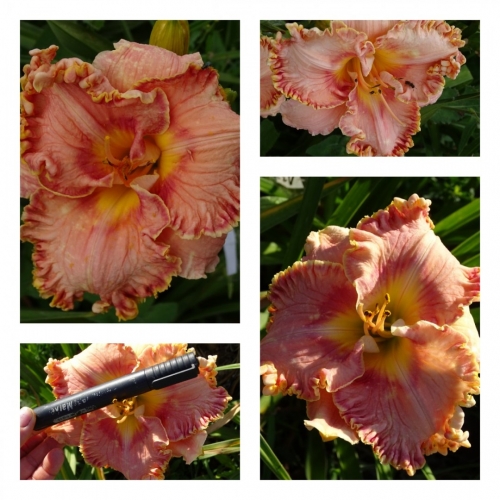 ��������� ����� ������ �������