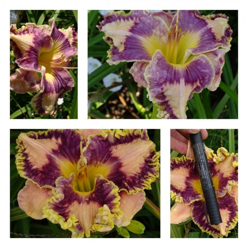 ������� �����