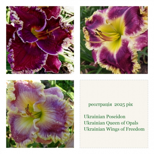 A-0 �������� 2025 ����