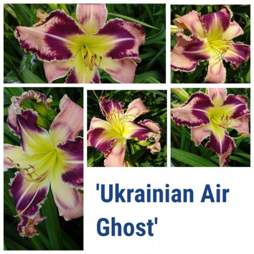 Ukrainian Air Ghost  