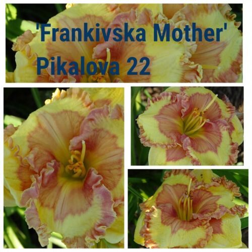 Frankivska Mother