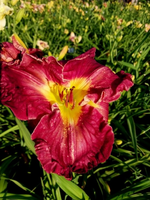 Scarlet Affair