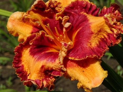ii 