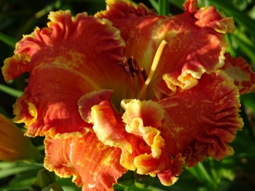 '