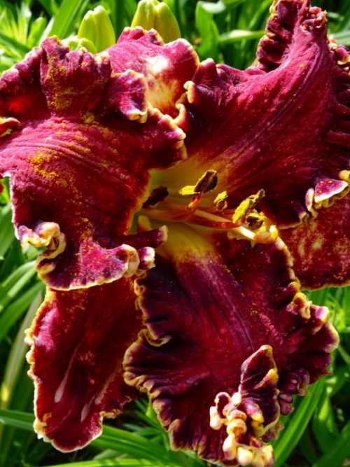ʳ 