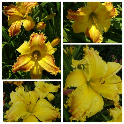 Heavenly Beginnings