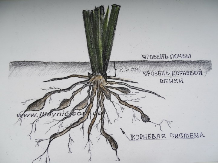 Лилейники Посадка И Уход Фото